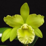 Blc. Prada Green Deluxe-Flowering Size